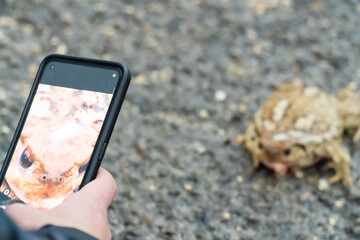 Unrecognizable person photograph a frog on with the phone.