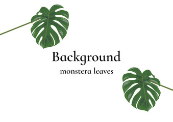 Background in A4 format, decorated with monstera leaves.