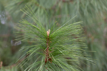 Close-up Long-coniferous pine. Pinus leiophylla Schiede ex Schltdl. Commonly known as the...