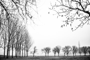Poplars without leaves in black and white in Carrizosa
