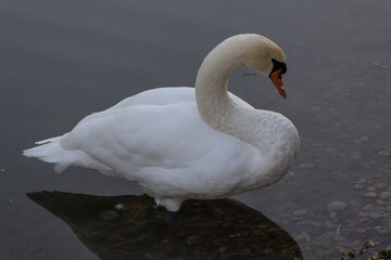 Cigno