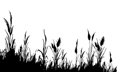Image of a monochrome reed,grass or bulrush on a white background.Isolated vector drawing.Black grass graphic silhouette.