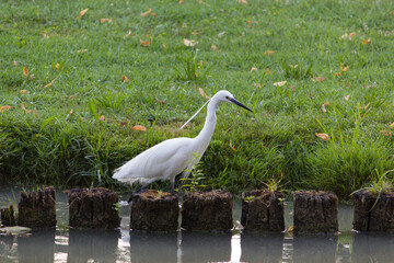 Egretta Garzetta Airone