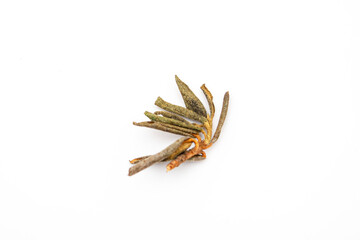 inflorescence of dried rhododendron adams on a white isolated background, close-up texture of sagan daylya tea