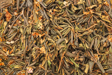 inflorescence of dried rhododendron adams on a white isolated background, close-up texture of sagan daylya tea