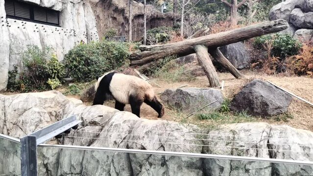 Panda bear in zoo