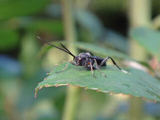Ichneumon wasp (Ichneumonidae sp.) sitting on a green leaf