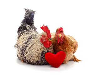 Chicken and rooster with a toy heart.