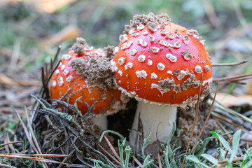 mushroom fly agaric close-up in a pine forest