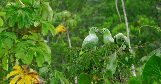 Family of green feathered Parrots perching on a tree branch.
