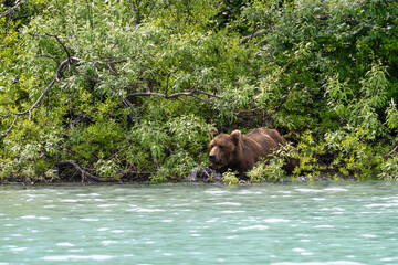 Grizzly on the hunt, Crescent Lake, Alaska, US