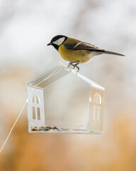 bird feeder on window. transparent cute feeder with food for wild animals. tits and sparrows eat...