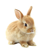 Obraz premium Easter bunny isolated on transparent white background