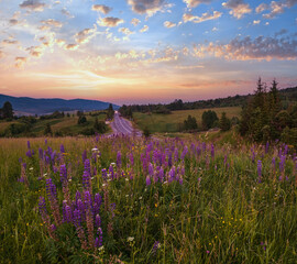 Obraz premium Twilight June Carpathian mountain countryside meadows. with beautiful wild flowers
