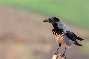 Hooded Crow on a branch