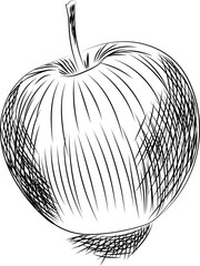 Apple line drawing. Vector illustration. Hand drawing.