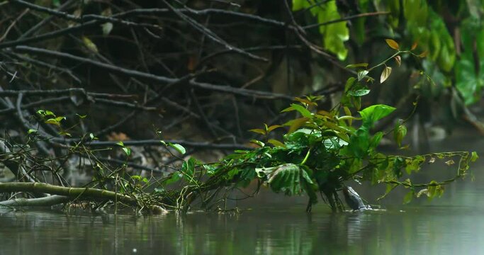 Intriguing encounter the hungry river turtle of Yasuni National Park.