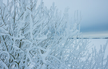 Cold winter background with frost covered branches