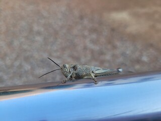 Grasshopper on the ground. Animals in the city