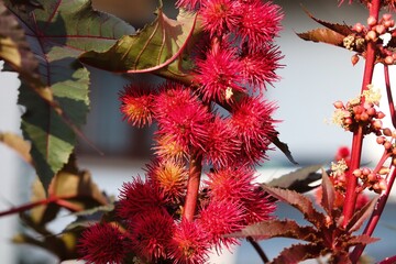 Rizinus blüht mit roten Blüten