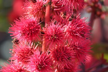 rote Blüten vom Rizinus