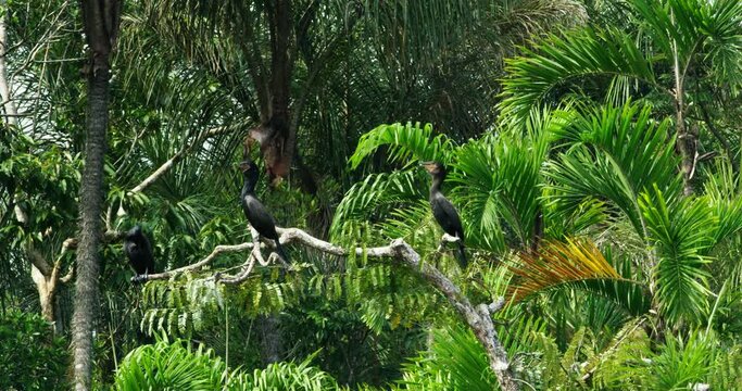 Echoes of nature Cormorants' enigmatic grunts in harmony.