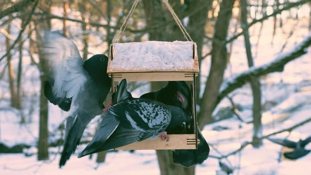 Pigeons eat from a feeder against the backdrop of snow in a winter park.