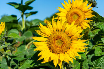 Sunflowers close-up on a field in summer against a blue sky. Agriculture.