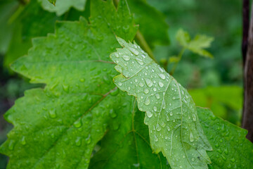 Drops of water on green leaves of grapes after rain in the vineyard.