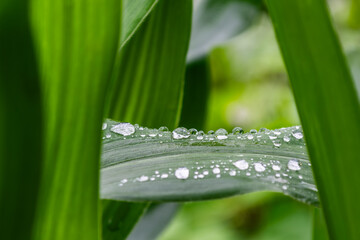 Water drops on a corn leaf in summer. Shallow depth of field. Morning dew.