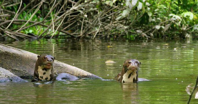 Camaraderie and adaptations the Giant Otters of Yasuni's river.