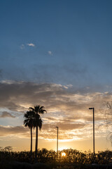 Beautiful colorful palm tree sunset in Tucson Arizona. Clouds and copyspace