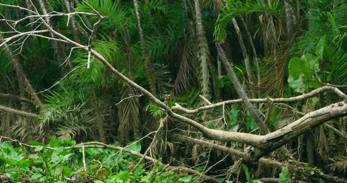 Kingfisher a jewel in the rainforest of Yasuni national park.