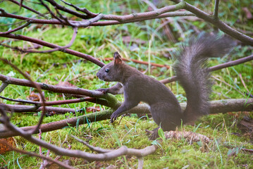 Eurasian red squirrel closeup (Sciurus vulgaris)