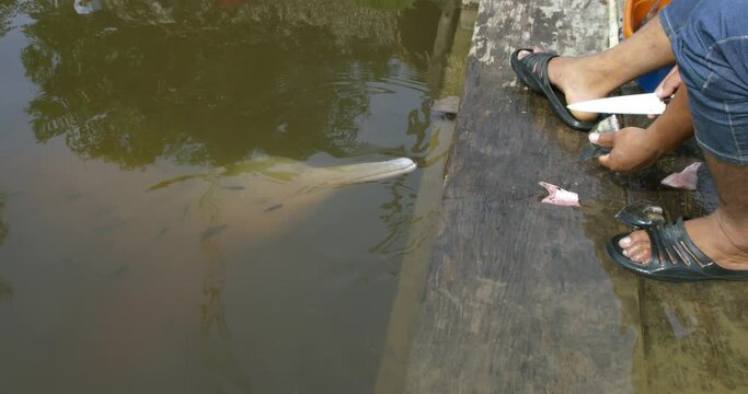 Heartwarming Footage Man's Compassionate Care for a Pink Dolphin.