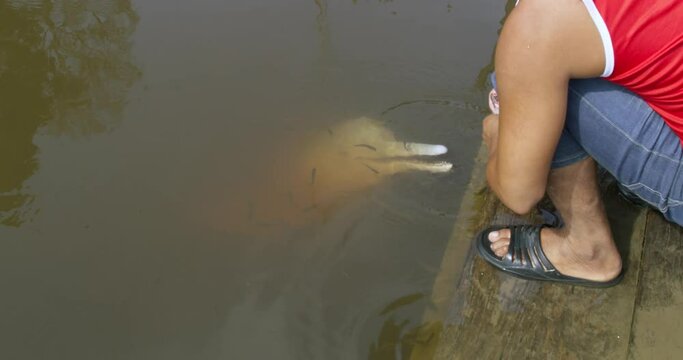 Nurturing the bond man's connection with an endangered pink dolphin.