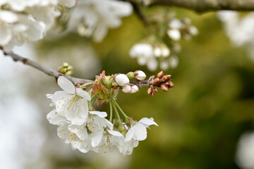 Blüten und Knospen am Birnbaum