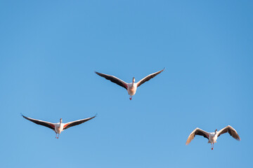 Flamencos del Salar de Atacama, Chile