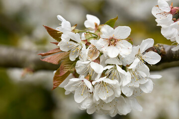 Blüten am Birnbaum, ein Traum in weiß