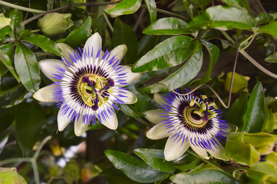 Blaue Passionsblume, passiflora