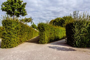 Fototapeta na wymiar alleys between green hedges in the park