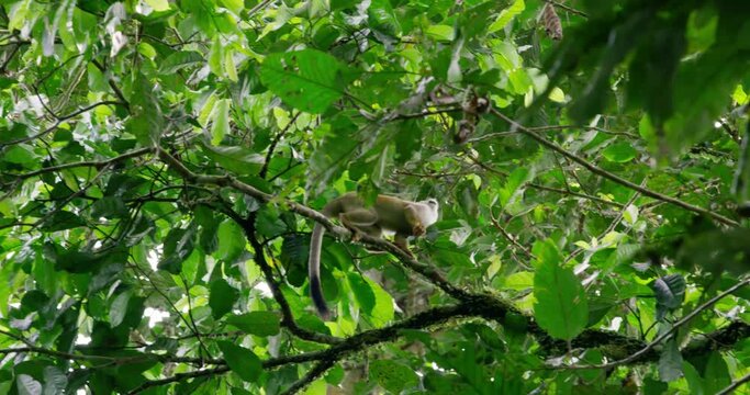 Adorable Squirrel Monkey moving among branches in the UNESCO reserve. 