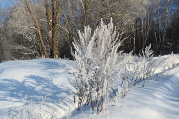 Frost on the grass in a winter forest on a sunny day