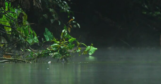 Silent feasts by the river Giant Amazon River turtles of reserve. 