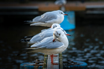 seagull on the pier