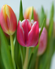 Naklejka premium Bunch of tulips in different colors