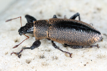 Beetle, Cratopus melanocephalus,  weevil (Curculionidae) observed on the island of Mauritius in...