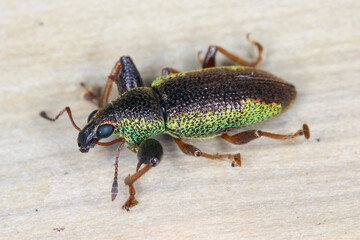 Beetle,  weevil (Curculionidae) observed on the island of Mauritius in scrub, bushes in the mountains.
