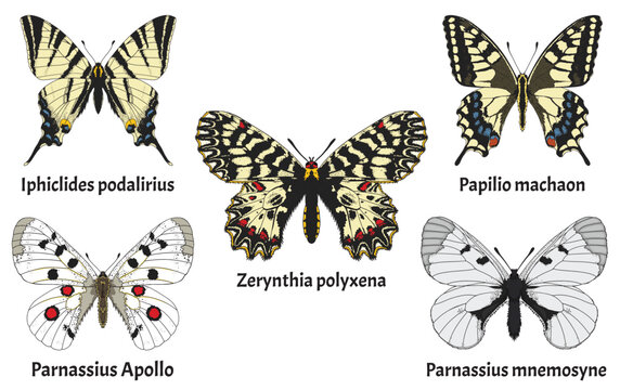 A set of Butterflies found in europe, Parnassius apollo, Parnassius mnemosyne, Papilio machaon, 	Iphiclides podalirius, Zerynthia polyxena