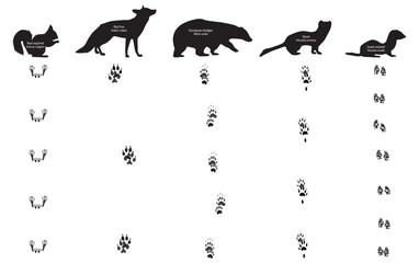 Animal Footprint and their walk. Red fox, red squirrel, european badger, weasel, stoat, meles meles, mustela erminea, mustela nivalis, vulpes vulpes, sciurus vulgaris - obrazy, fototapety, plakaty